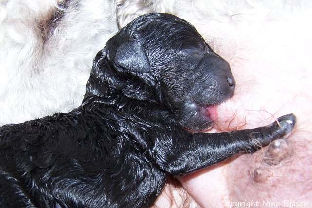 Ruede - Male 12012008 (2).JPG